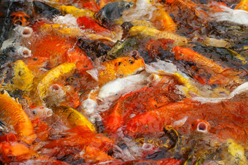 Beautiful fancy carp or koi fish are swimming in the pond