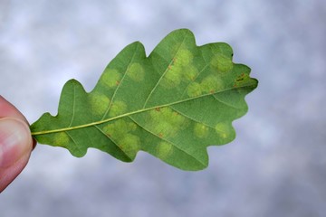 Mines on oak leaves caused by larvae of the Tischeriidae family, genus Tischeria - underside