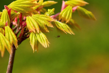 little spider on young maple tree leaves