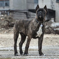 Cane corso young male.