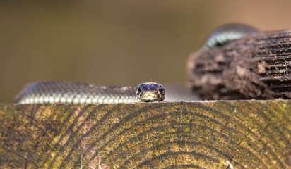 Ringelnatter (2)