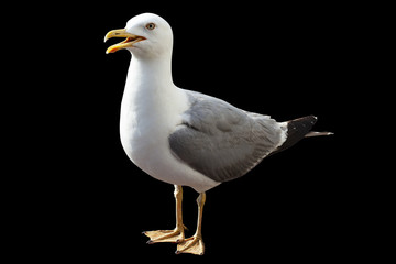 a seagull isolated on black background