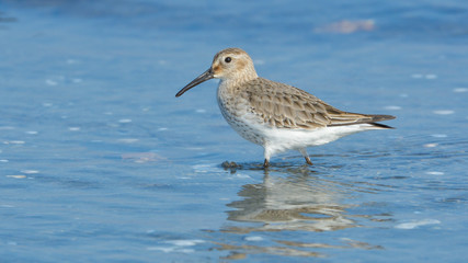 Curlew sandpiper (Calidris ferruginea)