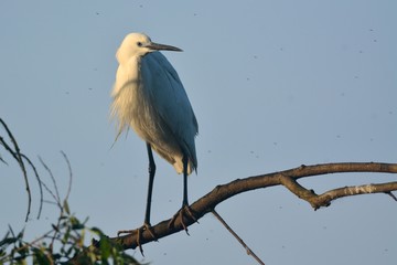 Little egret (Egretta garzetta)