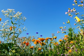 Blumenwiese