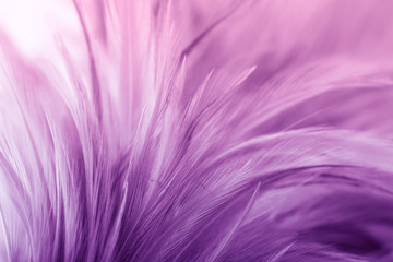 Obraz premium Purple chicken feathers in soft and blur style for background