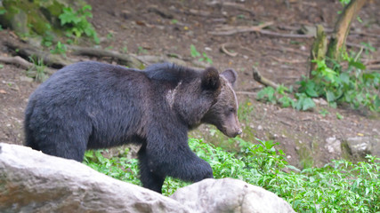 Wild Brown Bear from Carpathian Mountains