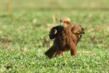 Marsh harrier (Circus aeruginosus)