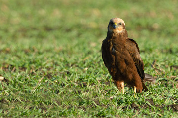 Marsh harrier (Circus aeruginosus)
