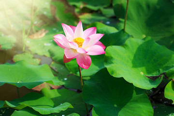 Beautiful pink lotus flower in blooming