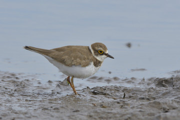 Little ringed plover on water shore