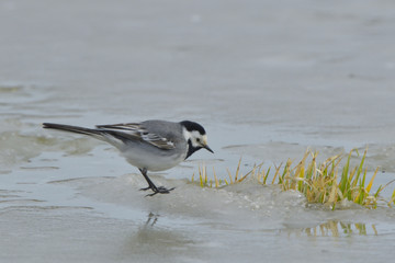 White Wagtail on Ice