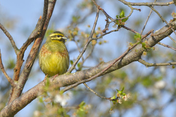 Yellowhammer on a tree branch