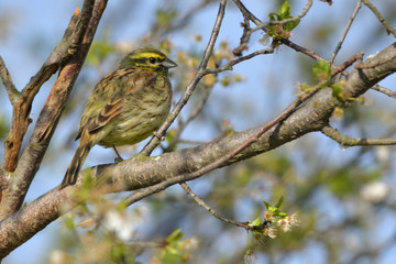 Yellowhammer on a tree branch