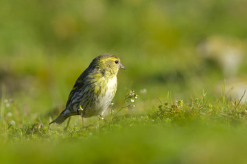 Eurasian siskin on the ground