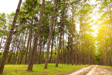 Pine trees in Chiang Mai conservation forest