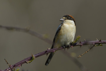 Woodchat shrike on a branch