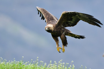 Golden Eagle in flight