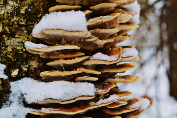 Tree fungus with snow.