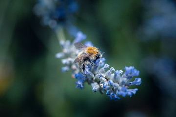 collecte de pollen