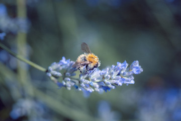 collecte de pollen