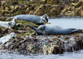 Grey Seals, resting on rocks at the Farne Islands, Northumberland. England, UK.
