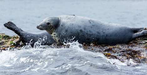 Obraz premium Grey Seals, resting on rocks at the Farne Islands, Northumberland. England, UK.