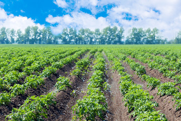 Fototapeta na wymiar Green field of potato crops in a row.Green rows of potatoes on field and greater white clouds