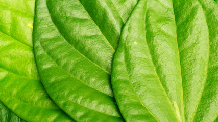 Close up of green betel piper leaf for a background.
