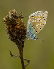 Common blue butterfly 