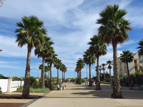 Marseillan Plage, avenue de la Méditerranée bordée de palmiers (France)