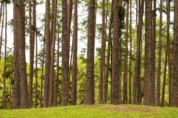 Pine trees in Chiang Mai conservation forest