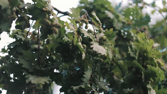 Closeup of an oak branch in a light summer rain slow motion recorded in HD 1920p