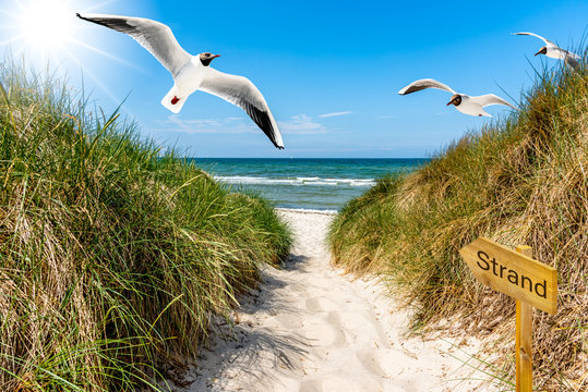 Weg zum Strand, Lachm&ouml;wen