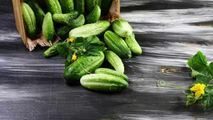 Fresh cucumbers poured out of a wooden box with green leaf and flower. Isolated on dark background. Flat lay, space for text