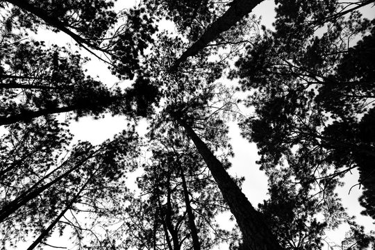 Fototapeta Pine trees in the forest, black and white image.