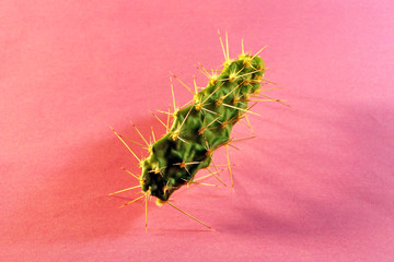 green cactus with spines close-up on a pink background, place for text
