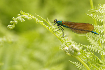 Broad winged damselfly