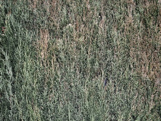 Textura plantas