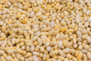 Yellow silkworm cocoon for silk making