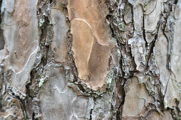 Texture of pine bark and background of tree bark.