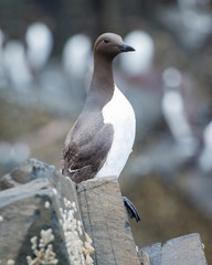 Guillemot, Sea Bird, on rocks at the Farne Islands, Northumberland, England, UK.