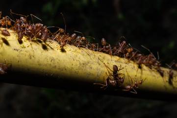 closeup red ants on tree