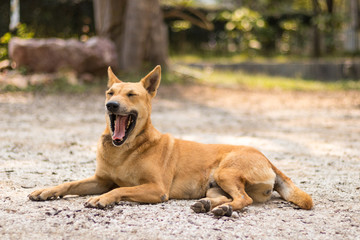 Thai dog yawning sitting on the ground