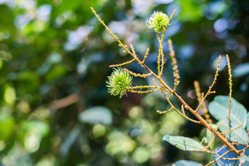 Rambutan tree, fresh rambutan fruit on tree