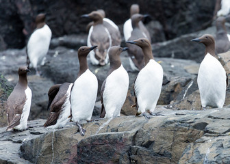 Guillemots, sea birds, on rocks at the Farne Islands, Northumberland, England. UK.
