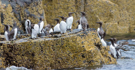 Guillemots, sea birds, on rocks at the Farne Islands, Northumberland, England. UK. © coxy58