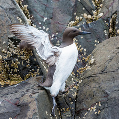 Guillemot, Sea Bird, on rocks at the Farne Islands, Northumberland, England, UK.