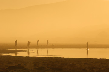 Naklejka premium Family walking the dogs on the beach