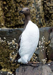 Guillemot, Sea Bird, on rocks at the Farne Islands, Northumberland, England, UK.